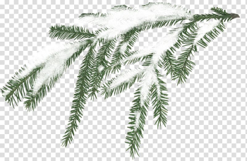 Green leaves covered with snow, Snow Tree Branch Pine, White snow sticks transparent background PNG clipart