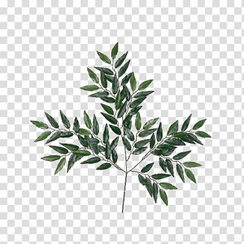 Green leaves, Eucalyptus globulus Eucalyptus robusta Eucalyptus oil Essential oil Leaf, Eucalyptus leaves material transparent background PNG clipart