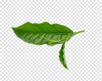 Green leaves, Green tea Leaf White, Leaves transparent background PNG clipart Green leaves, Green tea Leaf White, Leaves transparent background PNG clipart