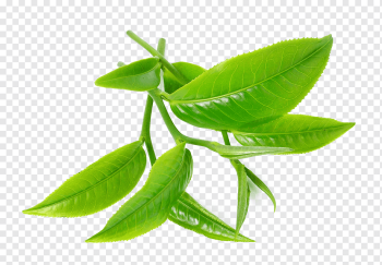 green leaves, Green tea Tea tree oil Camellia sinensis, tea leaves, leaf, tea, plant Stem png