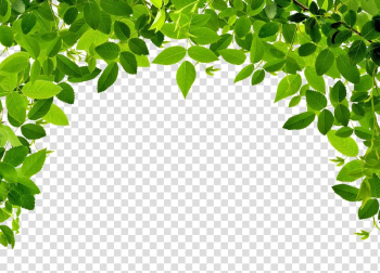 Green leaves illustration, Leaf , Leaves Border transparent background PNG clipart