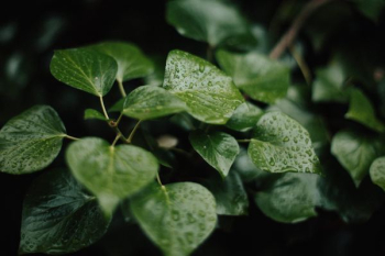 green leaves in macro photography green leaves in macro photography