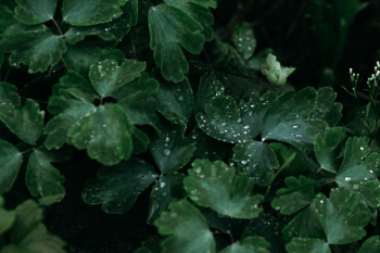 Green Leaves in Macro Shot Photography Green Leaves in Macro Shot Photography
