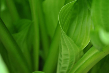 green leaves in macro shot photography green leaves in macro shot photography