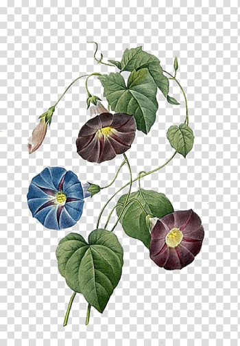 Green leaves, Ipomoea quamoclit Ipomoea indica Ipomoea purpurea Morning glory Flower, Two-color trumpet transparent background PNG clipart