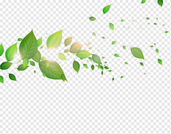 green leaves, Leaf, Leaves, watercolor Leaves, text, grass png