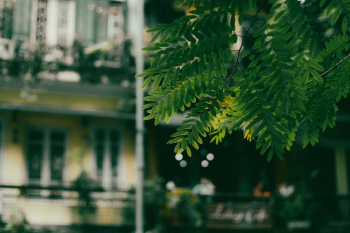 Green Leaves of a Tree