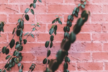 Green Leaves On A Red Brick Wall Green Leaves On A Red Brick Wall