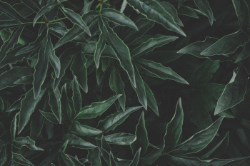 Green Leaves Photo Green Leaves Photo