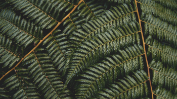 Green Leaves Photo Green Leaves Photo