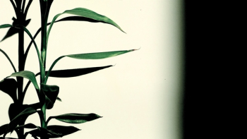 Green Leaves Plant Green Leaves Plant