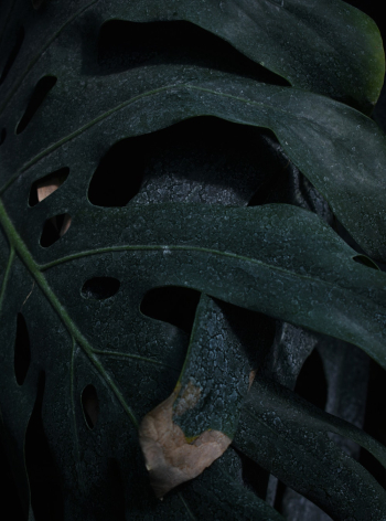 Green-leaves Plant Green-leaves Plant
