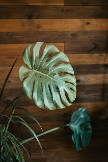 Green Leaves Plant Green Leaves Plant