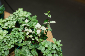 Green Leaves Plant Green Leaves Plant