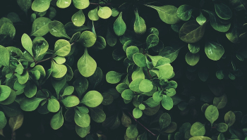Green Leaves Plant Green Leaves Plant
