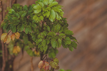 Green Leaves Plant Green Leaves Plant