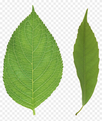 Green Leaves Png Images Free Download Pictures - Leaf Green Leaves Png Images Free Download Pictures - Leaf