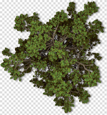 Green leaves, Tree Plant Autumn Shrub, tree top view transparent background PNG clipart