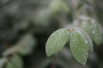 Green Leaves With Waterdrops Green Leaves With Waterdrops