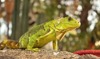 Green Lizard Green Lizard