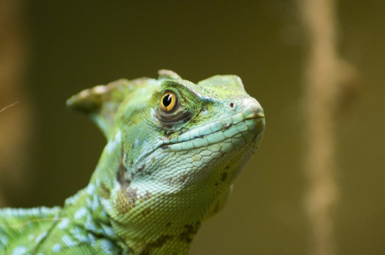 Green Lizard Green Lizard