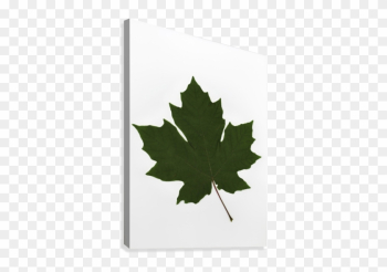 Green Maple Leaf Canvas Print - Green Maple Leaf Canvas Art - Deddeda Design Green Maple Leaf Canvas Print - Green Maple Leaf Canvas Art - Deddeda Design