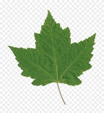 Green Maple Leaf - Hoja Gif Animado Green Maple Leaf - Hoja Gif Animado