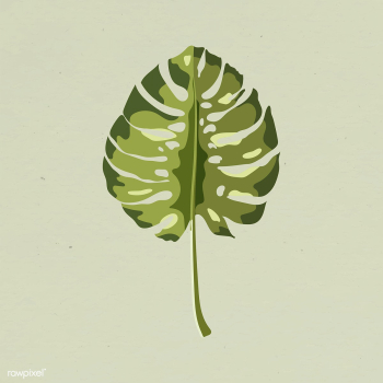 Green monstera leaf design element llustration | Free vector - 2338443 Green monstera leaf design element llustration | Free vector - 2338443