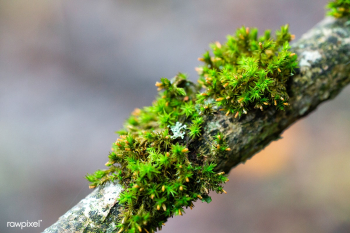Green moss | Free public domain photo - 600035 Green moss | Free public domain photo - 600035