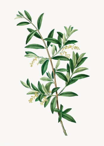 Green olive tree | Free stock vector - 568800 Green olive tree | Free stock vector - 568800