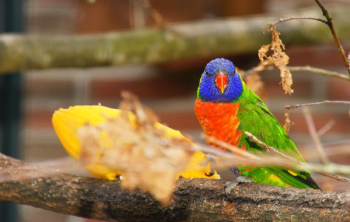 Green, Orange, and Purple Bird Green, Orange, and Purple Bird