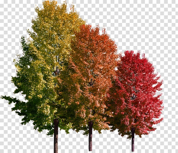 Green, orange, and red trees, Florence Child Education Information Kindergarten, Maple Leaf transparent background PNG clipart