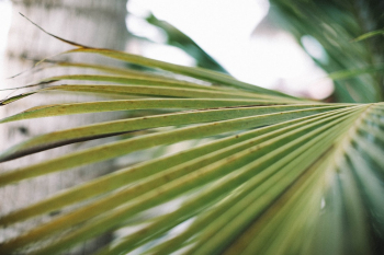 Green Palm Fronds Green Palm Fronds