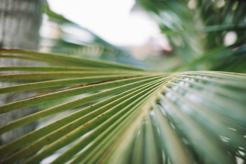 Green Palm Leaf Green Palm Leaf