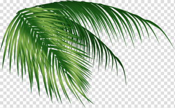 Green palm leaf , Arecaceae Coconut Leaf, coconut tree transparent background PNG clipart