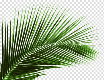 Green palm leaf illustration, Arecaceae Leaf Palm branch Tree, Green banana leaf leaves transparent background PNG clipart