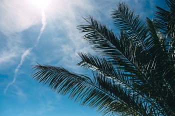 Green palm tree Green palm tree