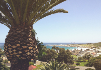 Green Palm Tree
