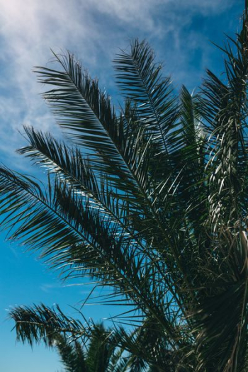 Green palm tree Green palm tree