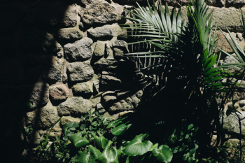 Green Palm Tree Beside Rock Wall Green Palm Tree Beside Rock Wall