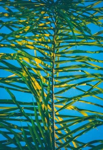 green palm tree leaf at daytime green palm tree leaf at daytime