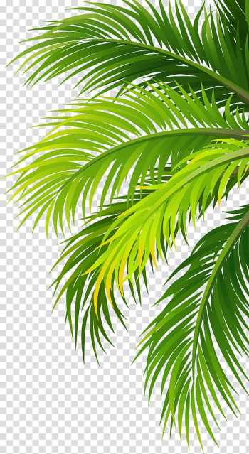 Green palm tree sticker, Coconut water Air filter Plant, Leaves transparent background PNG clipart