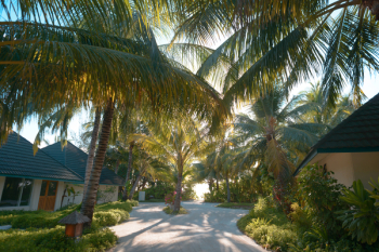 Green Palm Trees Green Palm Trees