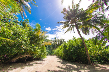 Green Palm Trees Across White Clouds