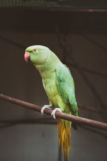 green parrot on tree branch during daytime green parrot on tree branch during daytime