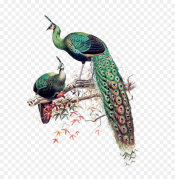Green peafowl Asiatic peafowl Bird Java Phasianidae - China Wind Peacock Maple branches 