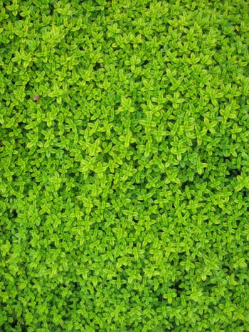 Green Petaled Flower Green Petaled Flower