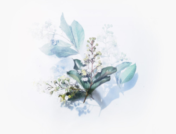 Green Petaled Flower Green Petaled Flower