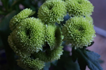 green petaled flowers photography green petaled flowers photography