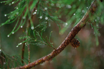 Green Pine Branch in Selective-focus Photography Green Pine Branch in Selective-focus Photography
